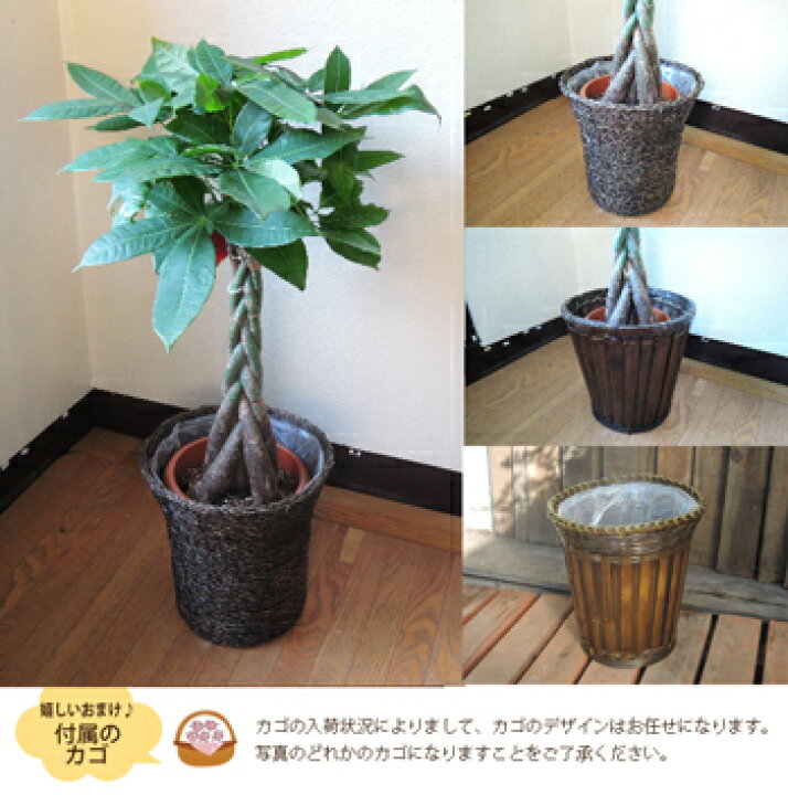 楽天市場 観葉 あす楽12時 季節の花鉢シリーズ サンスベリア 7号鉢 カゴ付き 受け皿付き サンセベリア 送料無料 サンスベリア 育てやすい 観葉植物 多肉植物 鉢植え 誕生日 開店 引越し祝い 祝い 新築祝い エコ インテリア 空気清浄 Fktk