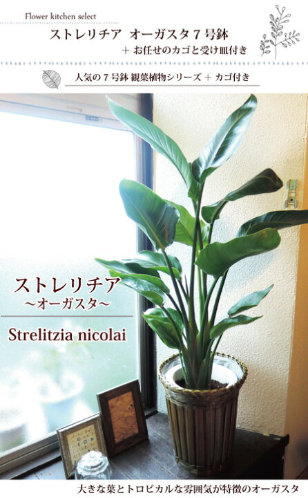 楽天市場 ストレリチア 7号鉢 オーガスタ Strelitzia Nicolai ニコライ Strelizia オーガスタ インテリア 鉢植 開店 引越 祝 引越祝 新築祝い 誕生日 ストレリチア インテリア グリーン 観葉 トロピカル White Bird Of Paradise 天国の白い鳥 大型 大きい