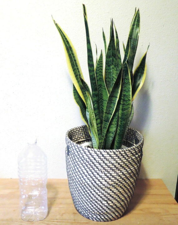 楽天市場 サンスベリア 7号鉢 北欧カゴ サンセベリア 送料無料 サンスベリア 育てやすい 観葉植物 多肉植物 鉢植え ポット 販売 誕生日 開店 引越 祝い 新築祝い エコ インテリア 空気清浄 北欧 Fktk Flowerkitchenjiyugaoka