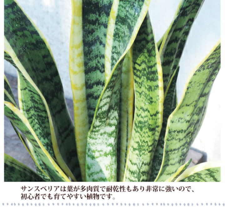 楽天市場 観葉 あす楽12時 季節の花鉢シリーズ サンスベリア 7号鉢 カゴ付き 受け皿付き サンセベリア 送料無料 サンスベリア 育てやすい 観葉植物 多肉植物 鉢植え 誕生日 開店 引越し祝い 祝い 新築祝い エコ インテリア 空気清浄 Fktk 楽天市場 観葉 あす楽12時 季節の花鉢シリーズ サンスベリア 7号鉢 カゴ付き 受け皿付き サンセベリア 送料無料 サンスベリア 育てやすい 観葉植物 多肉植物 鉢植え 誕生日 開店 引越し祝い 祝い 新築祝い エコ インテリア 空気清浄 Fktk