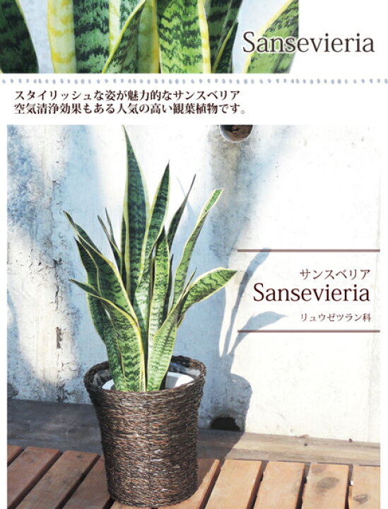 楽天市場 観葉 あす楽12時 季節の花鉢シリーズ サンスベリア 7号鉢 カゴ付き 受け皿付き サンセベリア 送料無料 サンスベリア 育てやすい 観葉植物 多肉植物 鉢植え 誕生日 開店 引越し祝い 祝い 新築祝い エコ インテリア 空気清浄 Fktk