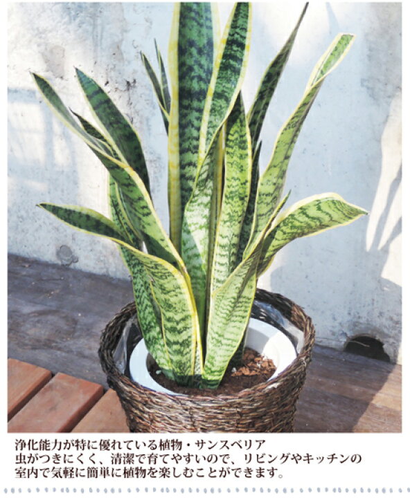 楽天市場 観葉 あす楽12時 季節の花鉢シリーズ サンスベリア 7号鉢 カゴ付き 受け皿付き サンセベリア 送料無料 サンスベリア 育てやすい 観葉植物 多肉植物 鉢植え 誕生日 開店 引越し祝い 祝い 新築祝い エコ インテリア 空気清浄 Fktk 楽天市場 観葉 あす楽12時 季節の花鉢シリーズ サンスベリア 7号鉢 カゴ付き 受け皿付き サンセベリア 送料無料 サンスベリア 育てやすい 観葉植物 多肉植物 鉢植え 誕生日 開店 引越し祝い 祝い 新築祝い エコ インテリア 空気清浄 Fktk