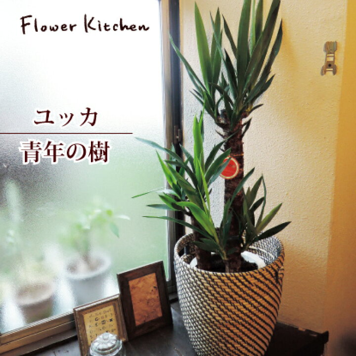 楽天市場】（観葉）『 ユッカ の鉢植え7号鉢 × 北欧スタイルカゴ 