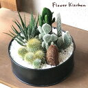 『 選べる4種類 サボテン寄植え or 多肉植物寄植え +ブリキブラックラウンド or スクエアタイプ 』【多肉植物】【サボテン】【送料無料】多肉植物の寄せ植え...
