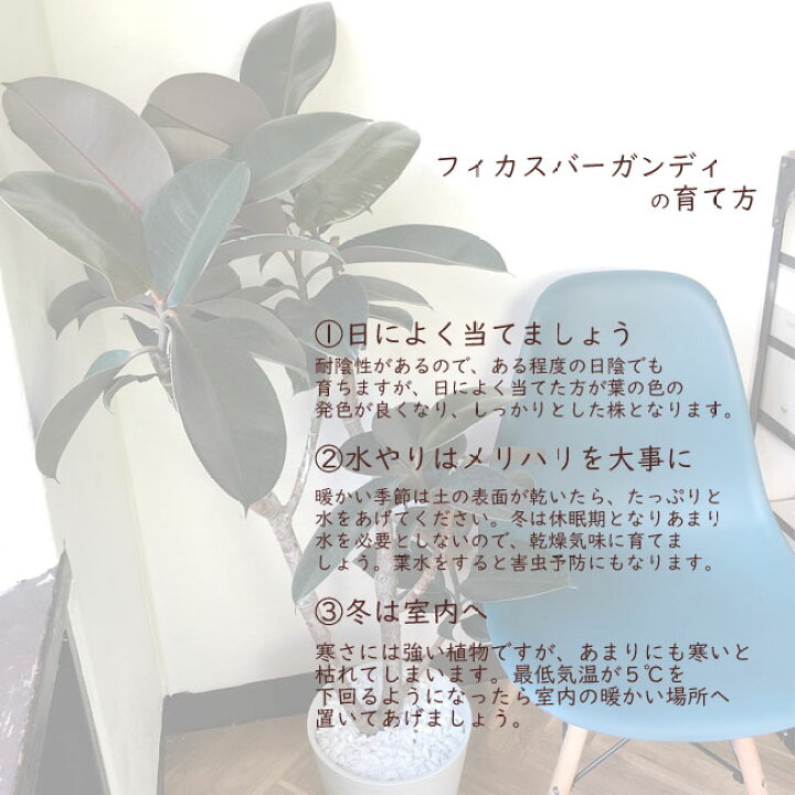 楽天市場 フィカスバーガンディ8号鉢 茶カゴ 大型サイズ ゴムの木 フィカス 大型 育てやすい 誕生日 開店 引っ越し祝いい 新築祝い インテリアギフト 観葉植物 Fktk Flowerkitchenjiyugaoka