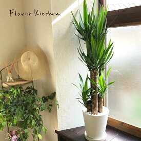 【10％OFF】観葉植物 ユッカ 8号鉢 【全国送料無料】青年の木 育てやすい 鉢植え 御祝 開店祝 開業祝 新築祝 引越祝 結婚祝 新生活 インテリア セラアート鉢 大型 インテリア 開店祝い おしゃれ ドラセナ ホワイト ギフト FKTK