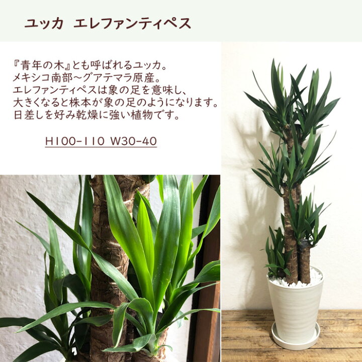楽天市場 観葉植物 ユッカ ８号鉢 全国送料無料 青年の木 育てやすい 鉢植え 御祝 開店祝 開業祝 新築祝 引越祝 結婚祝 新生活 インテリア セラアート鉢 大型 インテリア 開店祝い おしゃれ ドラセナ ホワイト ギフト Fktk Flowerkitchenjiyugaoka