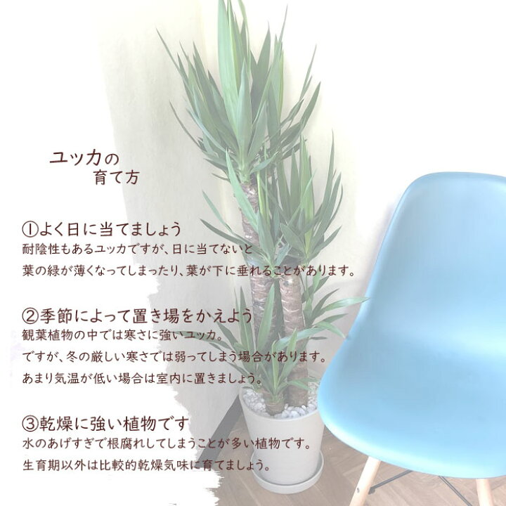 楽天市場 観葉植物 ユッカ ８号鉢 全国送料無料 青年の木 育てやすい 鉢植え 御祝 開店祝 開業祝 新築祝 引越祝 結婚祝 新生活 インテリア セラアート鉢 大型 インテリア 開店祝い おしゃれ ドラセナ ホワイト ギフト Fktk Flowerkitchenjiyugaoka