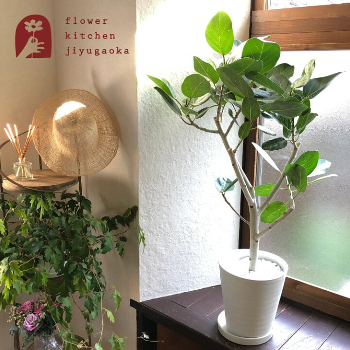 楽天市場 観葉植物 フィカス ベンガレンシス ８号鉢 全国送料無料 ゴムの木 育てやすい 鉢植え 御祝 開店祝 開業祝 新築祝 引越祝 結婚祝 新生活 インテリア セラアート鉢 大型 インテリア 開店祝い おしゃれ ホワイト ギフト Fktk Flowerkitchenjiyugaoka