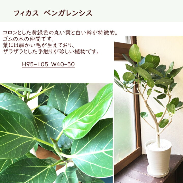 楽天市場 観葉植物 フィカス ベンガレンシス ８号鉢 全国送料無料 ゴムの木 育てやすい 鉢植え 御祝 開店祝 開業祝 新築祝 引越祝 結婚祝 新生活 インテリア セラアート鉢 大型 インテリア 開店祝い おしゃれ ホワイト ギフト Fktk Flowerkitchenjiyugaoka