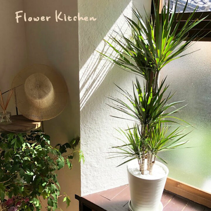 楽天市場 観葉植物 ドラセナ コンシンネ ８号鉢 全国送料無料 育てやすい 鉢植え 御祝 開店祝 開業祝 新築祝 引越祝 結婚祝 新生活 インテリア セラアート鉢 大型 インテリア 開店祝い おしゃれ ホワイト ギフト Fktk Flowerkitchenjiyugaoka