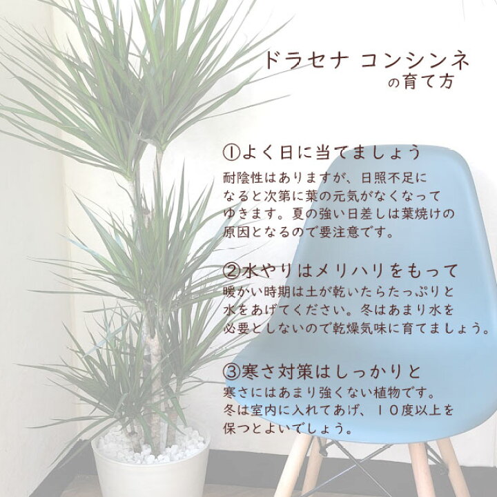 楽天市場 ドラセナコンシンネ8号鉢 茶カゴ 大型サイズ 幸福の木 ドラセナ コンシンネ 大型 育てやすい 誕生日 開店 引越祝い 新築祝い インテリアギフト 観葉植物 Fktk Flowerkitchenjiyugaoka
