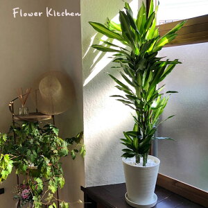 ϗtA hZi WF 8 ySzĂ₷ A j JXj JƏj Vzj zj j V CeA ZA[g ^ CeA JXj  zC