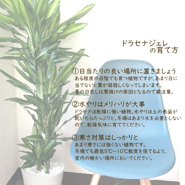 楽天市場 あす楽 全国送料無料 観葉植物 ドラセナ ジェレ ８号鉢 育てやすい 鉢植え御祝 開店祝 開業祝 新築祝 引っ越し祝い 結婚祝 新生活 インテリア セラアート鉢 大型 インテリア 開店祝い おしゃれ ホワイト ギフト Fktk Flowerkitchenjiyugaoka