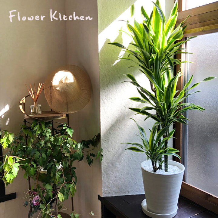 楽天市場 観葉植物 ドラセナ ワーネッキー レモンライム ８号鉢 全国送料無料 育てやすい 鉢植え 御祝 開店祝 開業祝 新築祝 引越祝 結婚祝 新生活 インテリア セラアート鉢 大型 インテリア 開店祝い おしゃれ ホワイト ギフト Fktk Flowerkitchenjiyugaoka