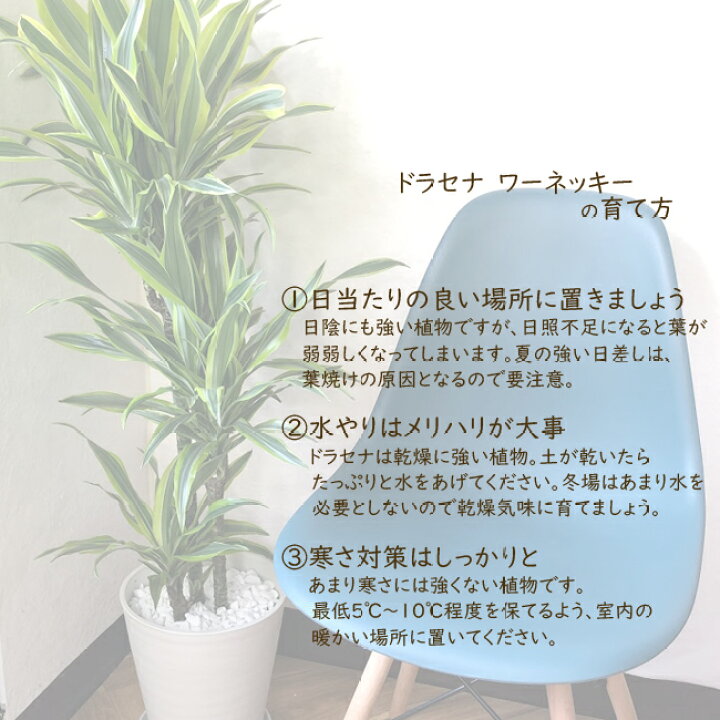 楽天市場 あす楽 全国送料無料 観葉植物 ドラセナ ワーネッキー レモンライム ８号鉢 育てやすい 鉢植え御祝 開店祝 開業祝 新築祝 引っ越し祝い 結婚祝 新生活 インテリア セラアート鉢 大型 インテリア 開店祝い おしゃれ ホワイト ギフト Fktk