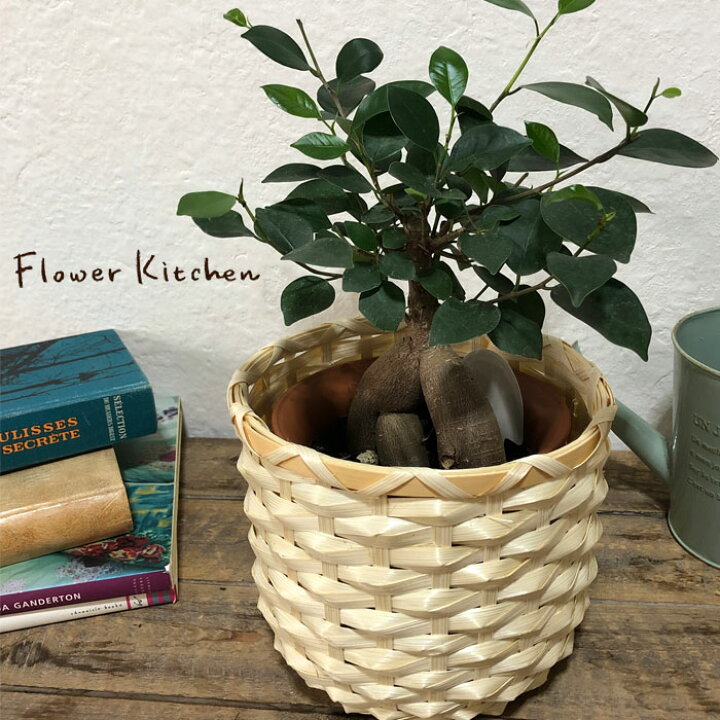 楽天市場 あす楽 全国送料無料 観葉植物 ガジュマル 北欧スタイル カフェボーナ ガジュマル 育てやすい 鉢植え御祝 開店祝 開業祝 新築祝 引っ越し祝い 結婚祝 新生活 インテリア インテリア 開店祝い おしゃれ 北欧 ギフト Fktk Flowerkitchenjiyugaoka