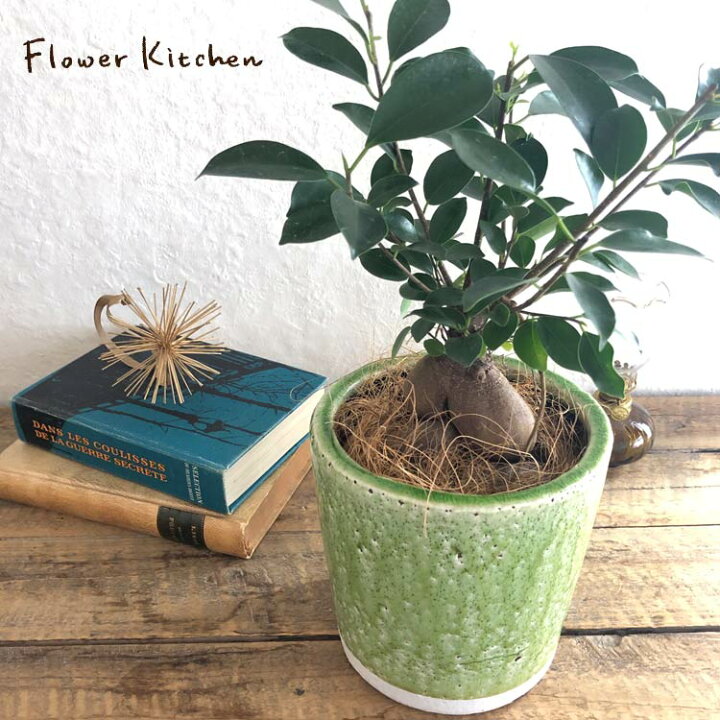 楽天市場 あす楽 ガジュマル5号 陶器鉢グリーン ヤシ繊維付き 全国送料無料 育てやすい ガジュマル フィカス 苗木 鉢植え 誕生日 開店 祝 引っ越し祝い 新築祝い インテリア 観葉植物 Fktk Flowerkitchenjiyugaoka 楽天市場 あす楽 ガジュマル5号 陶器鉢グリーン ヤシ繊維付き 全国送料無料 育てやすい ガジュマル フィカス 苗木 鉢植え 誕生日 開店 祝 引っ越し祝い 新築祝い インテリア 観葉植物 Fktk Flowerkitchenjiyugaoka
