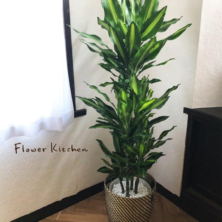 楽天市場】（観葉）ドラセナ ジェレ 8号鉢 北欧スタイルカゴ観葉植物 