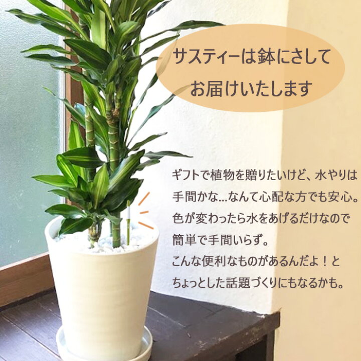 楽天市場 初心者でも安心 観葉植物 ドラセナ ジェレ ８号鉢 サスティーlサイズのセット 送料無料 育てやすい 鉢植え 御祝 開店祝 新築祝 引越祝 結婚祝 新生活 インテリア 大型 インテリア おしゃれ ギフト Fktk Flowerkitchenjiyugaoka