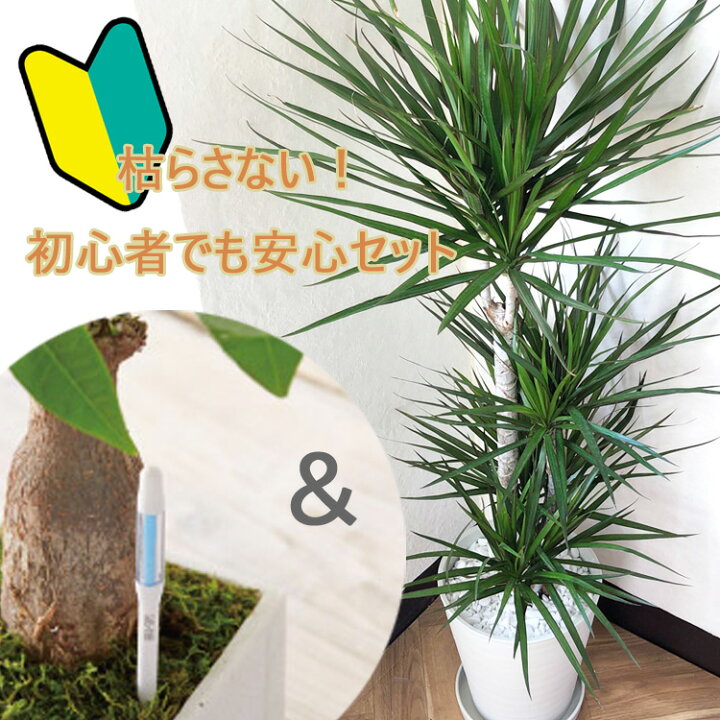 ギフト 観葉植物 ドラセナ コンシンネ マジナータ 7号サイズ