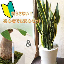 【10％OFF】初心者でも安心！観葉植物 サンセベリア 8号鉢　サスティーLサイズのセット 【送料無料】育てやすい 鉢植え 御祝 開店祝 新築祝 引越祝 結婚祝 新生活 インテリア 大型 インテリア　おしゃれ ギフト FKTK