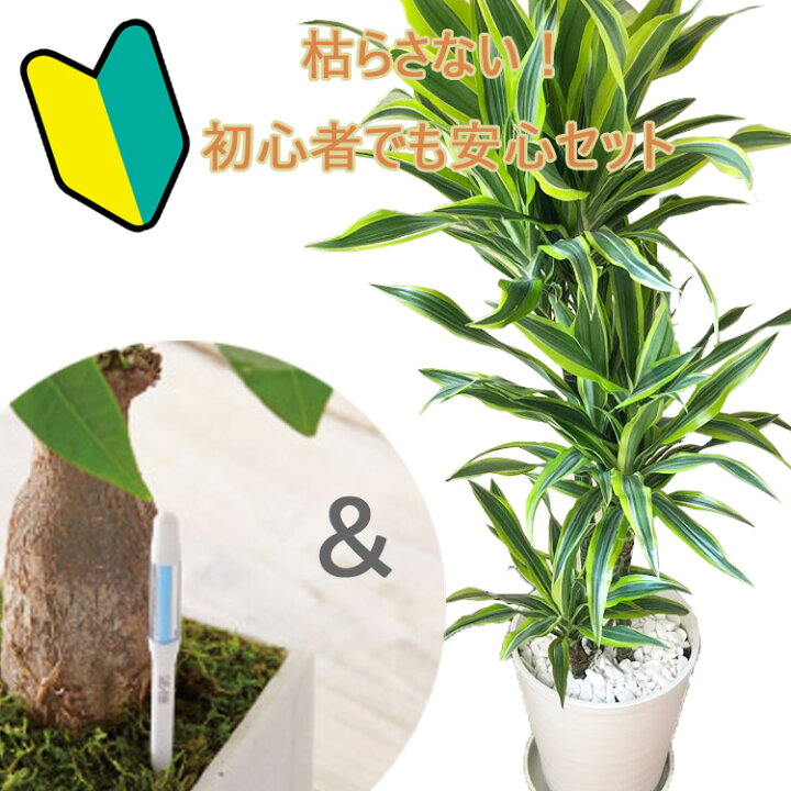 楽天市場 初心者でも安心 観葉植物 ドラセナ ワーネッキー レモンライム 8号鉢 サスティーlサイズのセット 送料無料 育てやすい 鉢植え 御祝 開店祝 新築祝 引越祝 結婚祝 新生活 インテリア 大型 インテリア おしゃれ ギフト Fktk Flowerkitchenjiyugaoka
