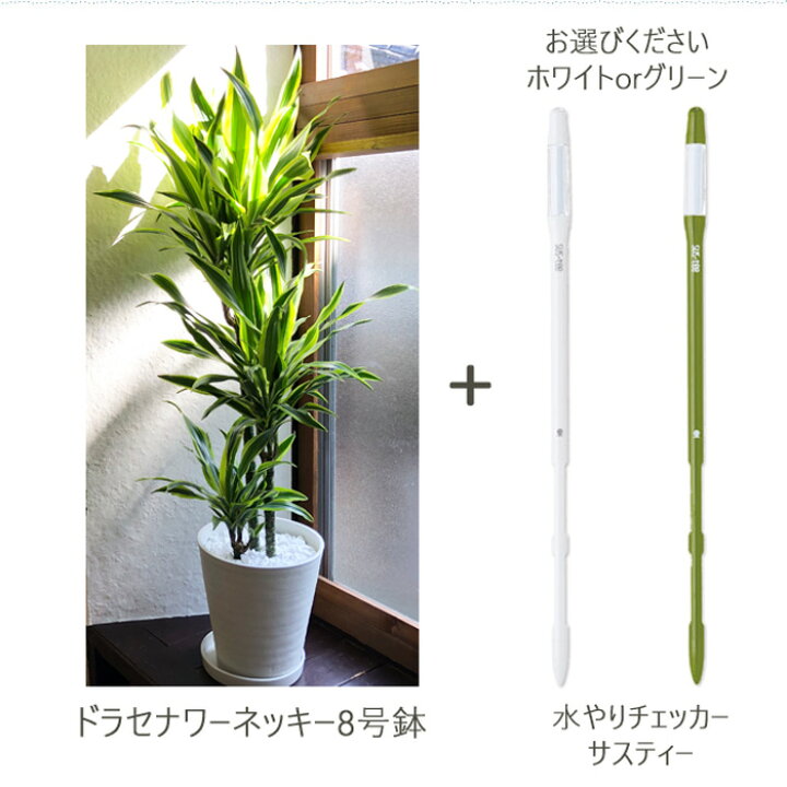 楽天市場 初心者でも安心 観葉植物 ドラセナ ワーネッキー レモンライム 8号鉢 サスティーlサイズのセット 送料無料 育てやすい 鉢植え 御祝 開店祝 新築祝 引越祝 結婚祝 新生活 インテリア 大型 インテリア おしゃれ ギフト Fktk Flowerkitchenjiyugaoka