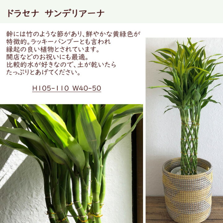 観葉植物ドラセナ サンデリアーナ 8号鉢 茶かご 幸運の竹 ミリオンバンブー ラッキーバンブー