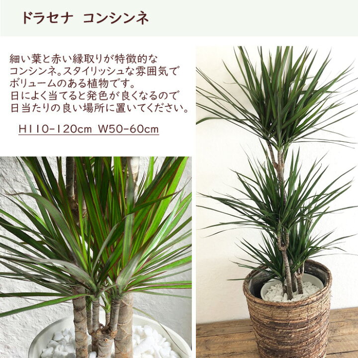 楽天市場 ドラセナコンシンネ8号鉢 茶カゴ 大型サイズ 幸福の木 ドラセナ コンシンネ 大型 育てやすい 誕生日 開店 引越祝い 新築祝い インテリアギフト 観葉植物 Fktk Flowerkitchenjiyugaoka