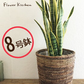 【10％OFF】『 サンスベリア 8号鉢 ＋ 茶カゴ 』【大型サイズ】 サンセベリア 大型 育てやすい 観葉植物 誕生日 開店 引越 祝い 新築祝い インテリア ギフト FKTK