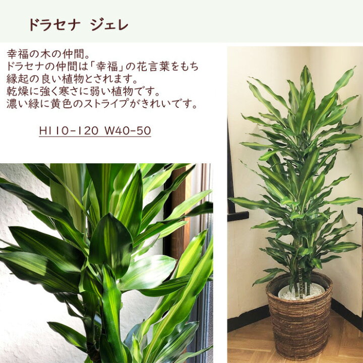 観葉植物 大型 ドラセナ マッサンゲアナ 幸福の木 8号 黒丸鉢 白丸鉢 バスケット 茶かご 受け皿付 開店祝い 開業祝い 各種お祝い ギフトに Sale 60 Off