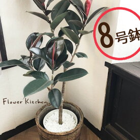 楽天市場 フィカスバーガンディの通販