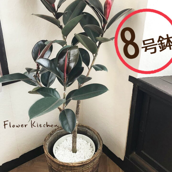 楽天市場 フィカスバーガンディ8号鉢 茶カゴ 大型サイズ ゴムの木 フィカス 大型 育てやすい 誕生日 開店 引っ越し祝いい 新築祝い インテリアギフト 観葉植物 Fktk Flowerkitchenjiyugaoka