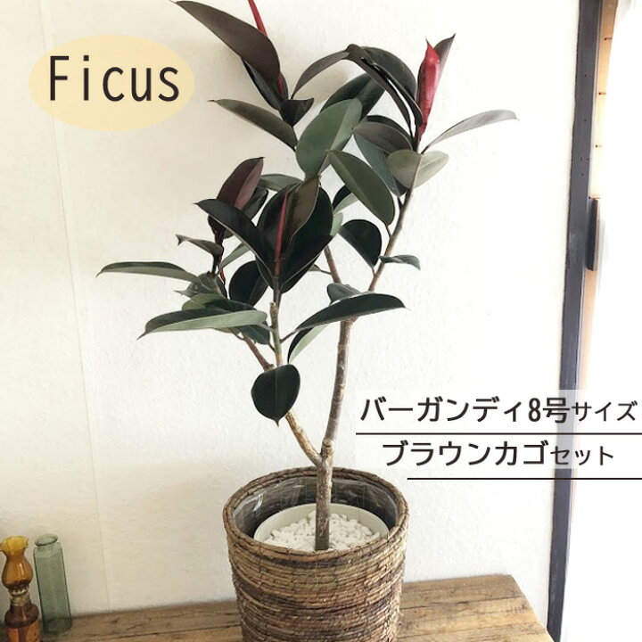おしゃれ 観葉植物 フィカス バーガンディ 鉢植え セラアート 大型ヤマト便配送 ネットワーク全体の最低価格に挑戦