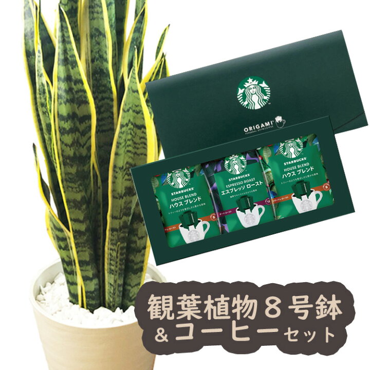 楽天市場 あす楽 サンセベリア8号鉢 スターバックスコーヒーギフトセット 全国送料無料 観葉植物 サンスベリア スタバ 育てやすい 鉢植え御祝 開店祝 新築祝 引っ越し祝い 結婚祝 新生活 インテリア 大型 インテリア おしゃれ ギフト Fktk