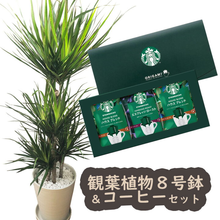 楽天市場 ドラセナコンシンネ8号鉢 スターバックスコーヒーギフトセット 送料無料 観葉植物 ドラセナ スタバ コーヒー 育てやすい 鉢植え御祝 開店祝 新築祝 引越祝 結婚祝 新生活 インテリア 大型 インテリア おしゃれ ギフト Fktk Flowerkitchenjiyugaoka