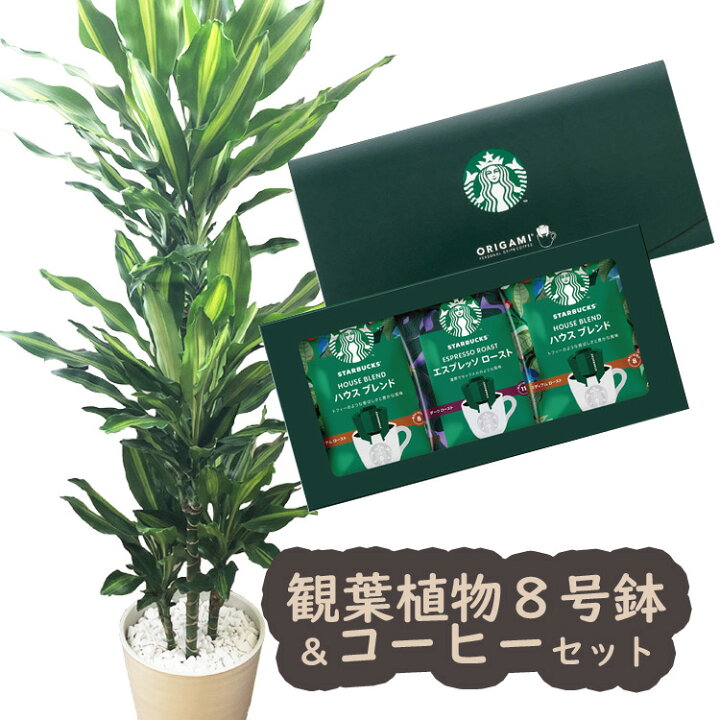 楽天市場 ドラセナジェレ8号鉢 スターバックスコーヒーギフトセット 送料無料 観葉植物 幸福の木 ドラセナ ジェレ スタバ 育てやすい 鉢植え御祝 開店祝 新築祝 引越祝 結婚祝 新生活 インテリア 大型 インテリア おしゃれ ギフト Fktk Flowerkitchenjiyugaoka
