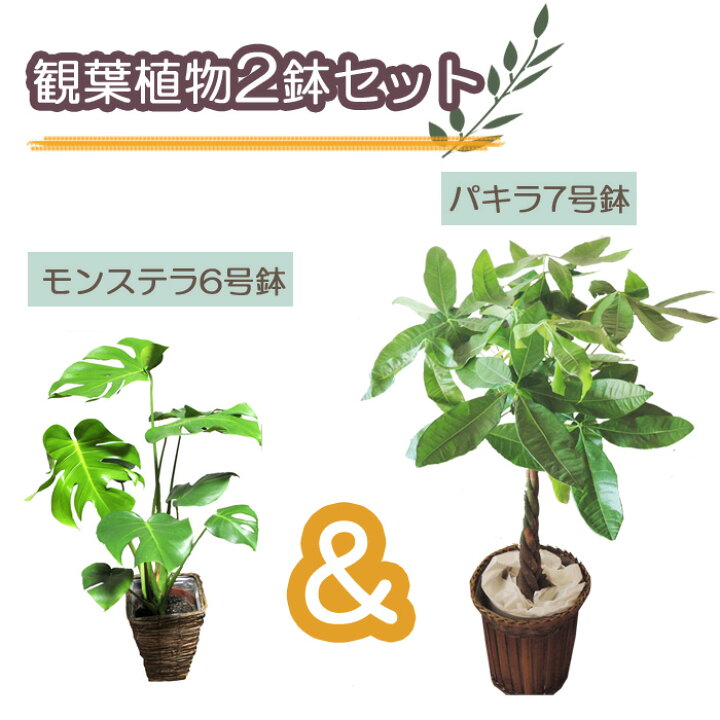 楽天市場】(観葉)パキラ7号+モンステラ6号セット茶カゴ パキラ 