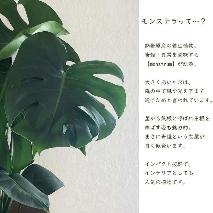楽天市場 送料無料 観葉 モンステラ 6号鉢 クレイスクエアテラメント鉢 ヤシ繊維付 観葉植物 ギフト プレゼント モンステラ 苗木 鉢植え 販売 誕生日 開店祝 移転祝 新築祝 引越祝 結婚祝 新生活 インテリア Fktk Flowerkitchenjiyugaoka