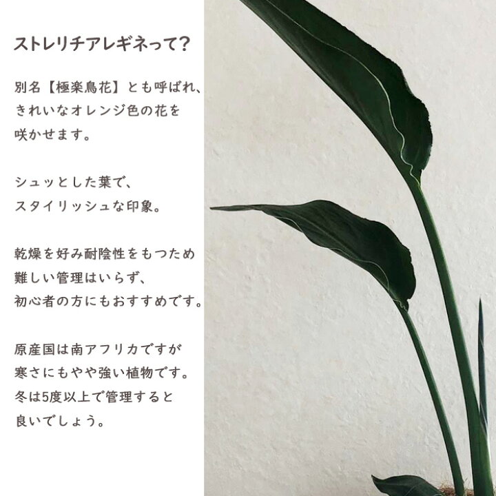 楽天市場 送料無料 観葉 ストレリチレギネ 6号鉢 クレイスクエアテラメント鉢 ヤシ繊維付 観葉植物 ギフト プレゼント ストレリチア レギネ 極楽鳥花 苗木 鉢植え 販売 誕生日 開店祝 移転祝 新築祝 引越祝 結婚祝 新生活 インテリア Fktk Flowerkitchenjiyugaoka