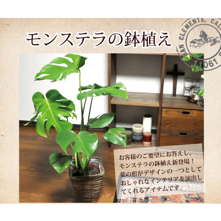 楽天市場】(観葉)パキラ7号+モンステラ6号セット茶カゴ パキラ 