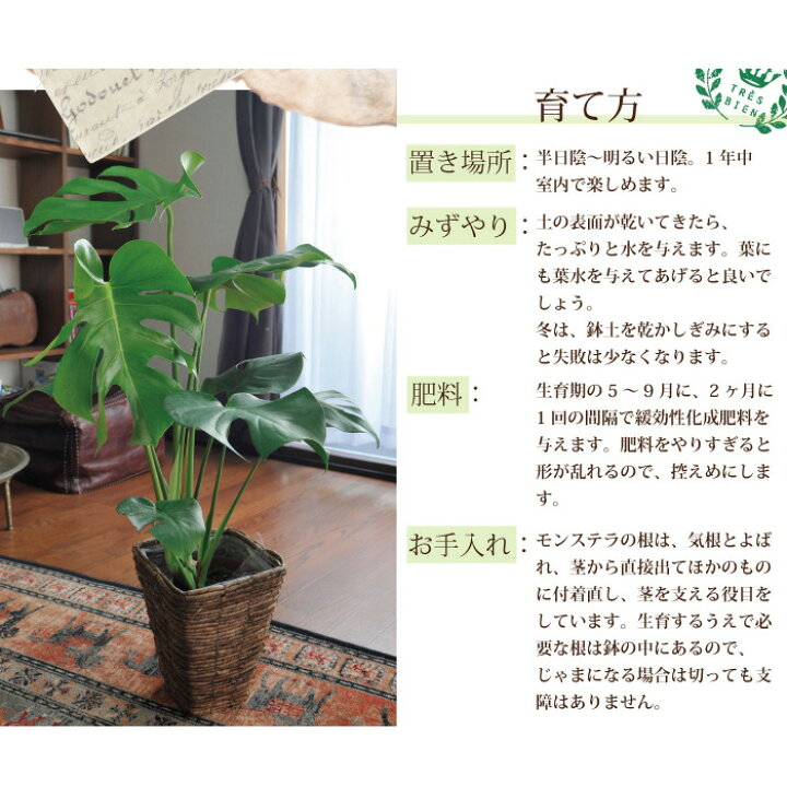 楽天市場】(観葉)パキラ7号+モンステラ6号セット茶カゴ パキラ 