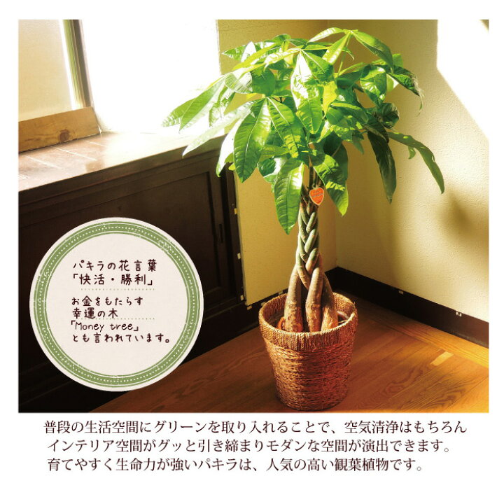 楽天市場】(観葉)パキラ7号+モンステラ6号セット茶カゴ パキラ 