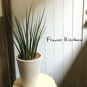 観葉植物 サンスベリア 希少の人気商品 通販 価格比較 価格 Com