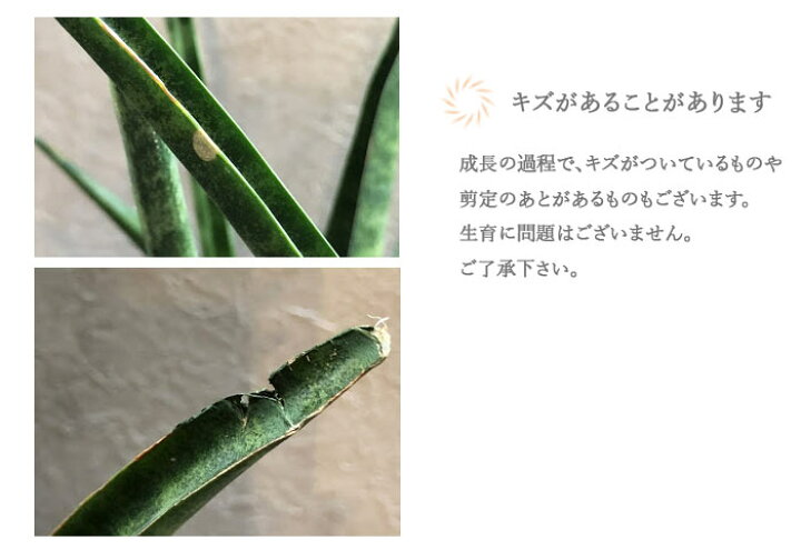 楽天市場 観葉 サンスベリア7号 選べる4品種 ミカド デザルティ マライカ ファーンウッド サンセベリア 希少種 ギフト 育てやすい 観葉植物 誕生日 引越 祝 新築祝い Fktk Flowerkitchenjiyugaoka