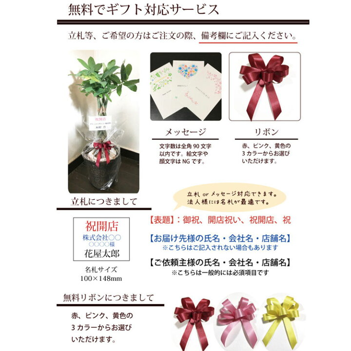 楽天市場 あす楽 サンスベリア6号 選べるカラーバナナ丸カゴ 観葉植物 サンセベリア 育てやすい 鉢植え御祝 開店祝 開業祝 新築祝 引っ越し祝い 結婚祝 新生活 インテリア ナチュラル 送料無料 ギフト Fktk Flowerkitchenjiyugaoka