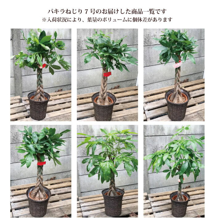 楽天市場 あす楽12時 Soy年花ジャンル大賞受賞 観葉植物 パキラ ストレリチア ドラセナ 鉢植え7号鉢 選べる観葉 カゴ付き 受け皿付き 育てやすい 御祝 開店祝 開業祝 新築祝 引っ越し祝い 結婚祝 新生活 送料無料 ベンジャミン ギフト Fktk