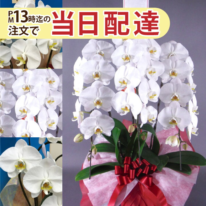 楽天市場 お祝いに胡蝶蘭 3本立ち13時までのご注文で当日配送可能 当日 即日配達可能 開業 祝い 公演 楽屋見舞い 全国ネットワーク又はイーフローラ届け ビジネス 即日 開店 オープン 還暦祝い きょうはな バレンタイン ホワイトデー Flowerkitchenjiyugaoka