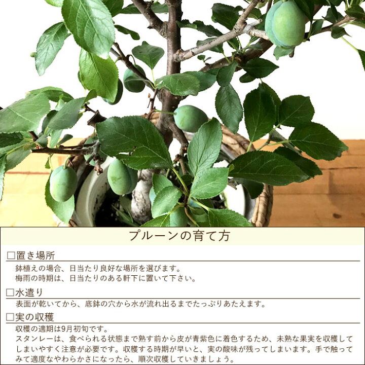 楽天市場 父の日 ギフト 実付き プルーンの木 鉢植え 6号鉢 品種 スタンレー 送料無料 9月に収穫できます 実 実付き 盆栽 ギフト 人気の 育てる贈り物 観葉植物 プルーン 実のなる木 果樹 果樹苗木 Fkpp Flowerkitchenjiyugaoka